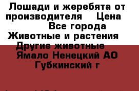 Лошади и жеребята от производителя. › Цена ­ 120 - Все города Животные и растения » Другие животные   . Ямало-Ненецкий АО,Губкинский г.